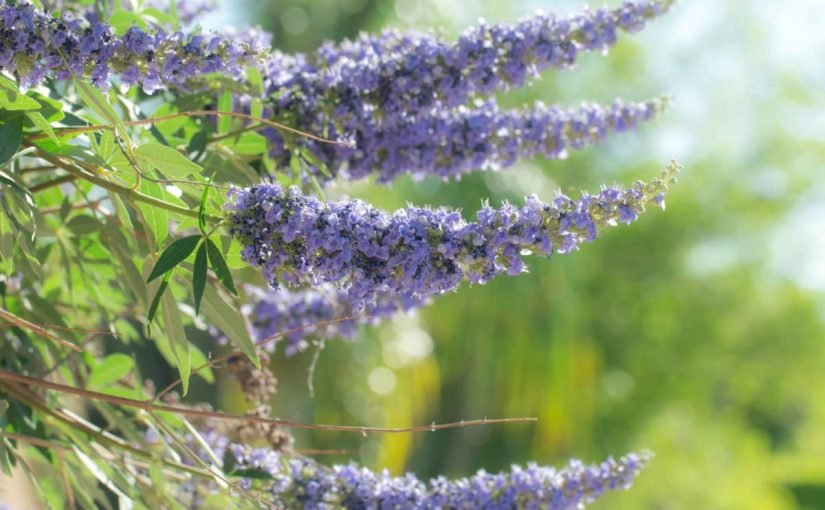 agnus_castus_bei_beschwerden_durch_prc3a4menstruelles_syndrom-825x510-2 فوائد عشبة كف مريم