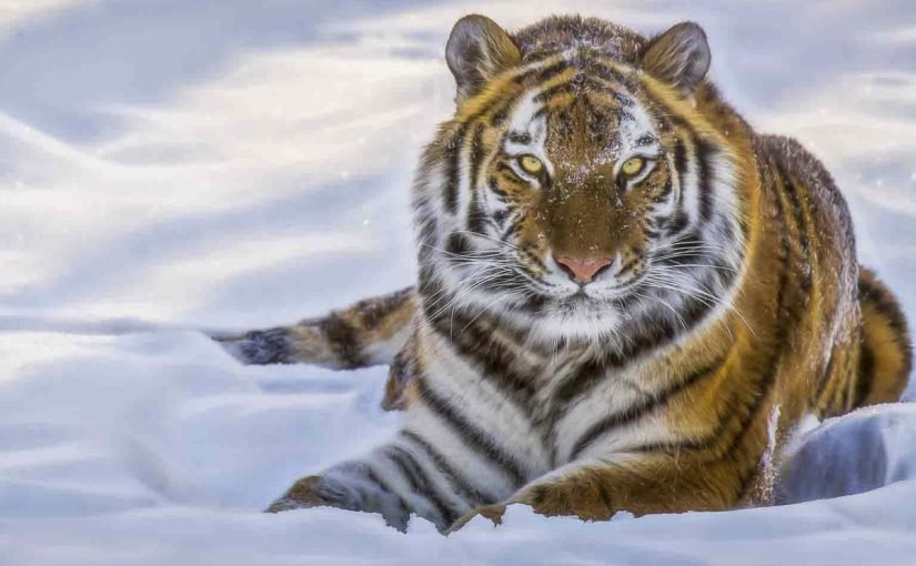 d8a3d987d985-d8aad981d8b3d98ad8b1d8a7d8aa-d984d8b1d8a4d98ad8a9-d8a7d984d986d985d8b1-d981d989-d8a7d984d985d986d8a7d985-825x510-2 أهم تفسيرات لرؤية النمر فى المنام