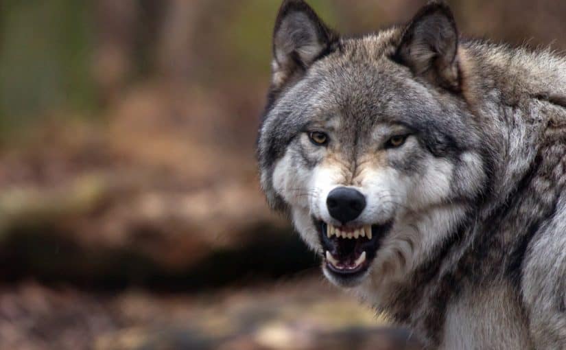 d8a7d984d8b0d8a6d8a8-d981d98a-d8a7d984d985d986d8a7d985-825x510-2 الذئب في المنام