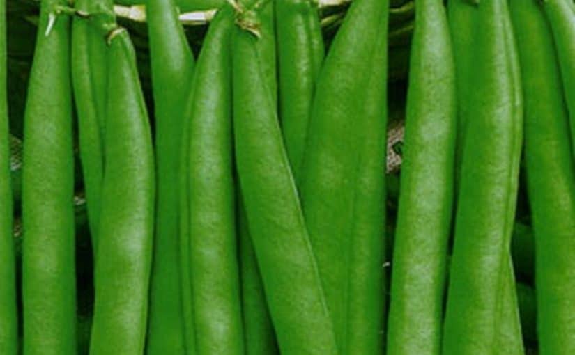 اهم فوائد واضرار الفول الأخضر