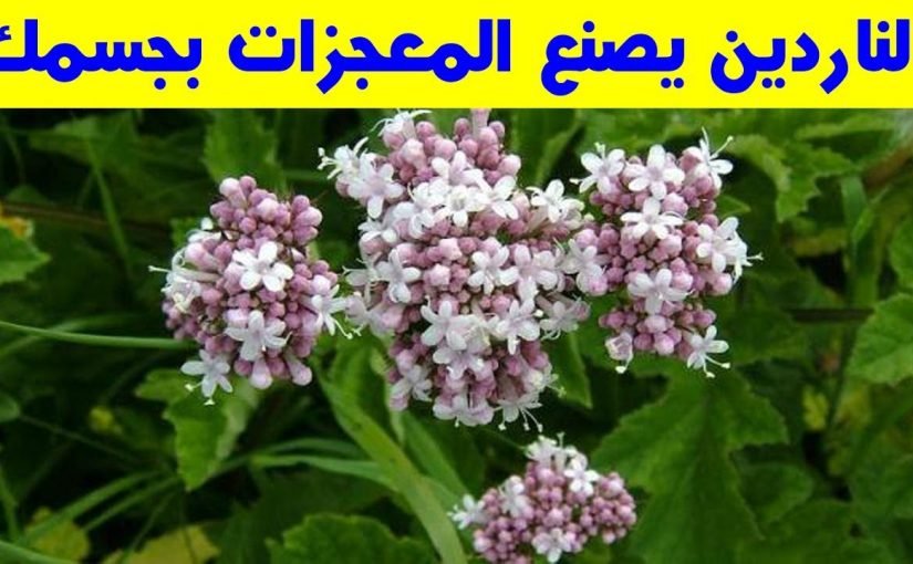 d8a7d984d986d8a7d8b1d8afd98ad986-825x510-2 ما هو نبات الناردين