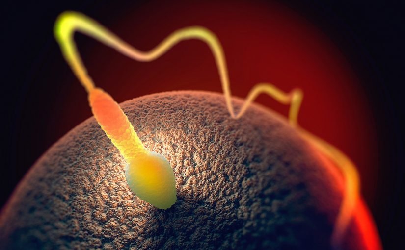 d8a8d8afd8a7d98ad8a9-d8aad983d988d991d986-d8a7d984d8acd986d98ad986d8b9d985d984d98ad8a9-d8a7d984d8a5d8aed8b5d8a7d8a81-825x510-2 بداية تكوّن الجنين عملية الإخصاب