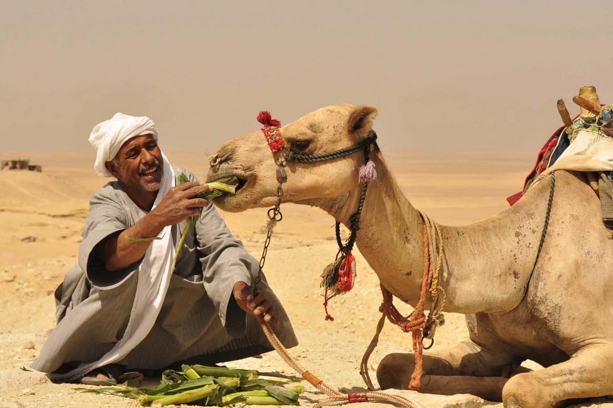 تقع هضبة النقب في تقع هضبة النقب في