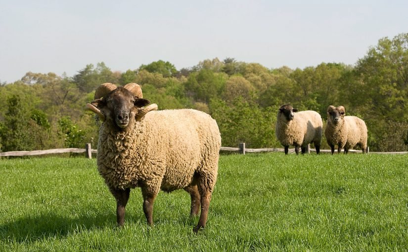 d8aad981d8b3d98ad8b1-d8a7d984d8a7d8b6d8add98ad8a9-d981d98a-d8a7d984d985d986d8a7d985-825x510-2 تفسير الاضحية في المنام