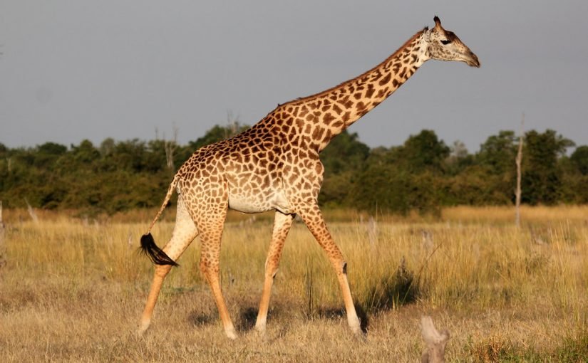 d8aad981d8b3d98ad8b1-d8a7d984d8b2d8b1d8a7d981d8a9-d981d98a-d8a7d984d985d986d8a7d985-825x510-2 تفسير حلم رؤية الزرافة في المنام