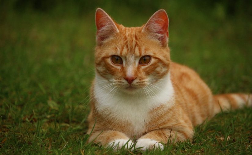 d8aad981d8b3d98ad8b1-d8a7d984d982d8b7d8a9-d981d98a-d8a7d984d985d986d8a7d985-d984d984d8b9d8b2d8a8d8a7d8a1-825x510-2 تفسير القطة في المنام للعزباء