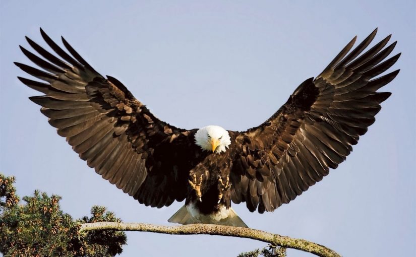 d8aad981d8b3d98ad8b1-d8a7d984d986d8b3d8b1-d981d98a-d8a7d984d985d986d8a7d985-825x510-2 تفسير النسر في المنام