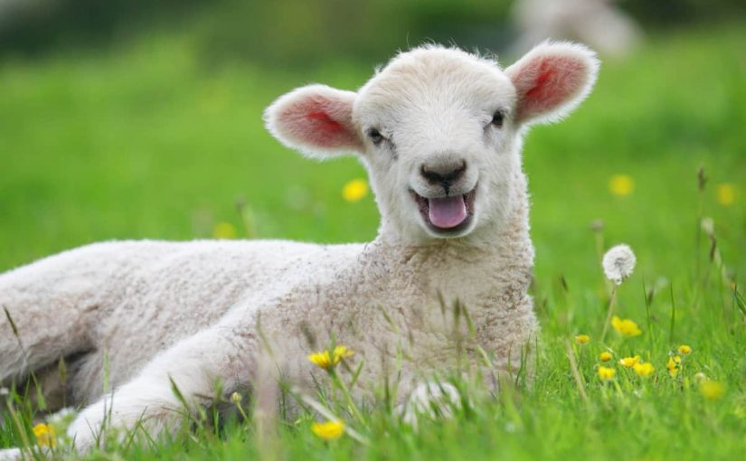 d8aad981d8b3d98ad8b1-d8b1d8a4d98ad8a9-d8a7d984d8aed8b1d988d981-d8a7d984d8b5d8bad98ad8b1-d981d98a-d8a7d984d985d986d8a7d985-825x510-2 تفسير رؤية الخروف الصغير في المنام