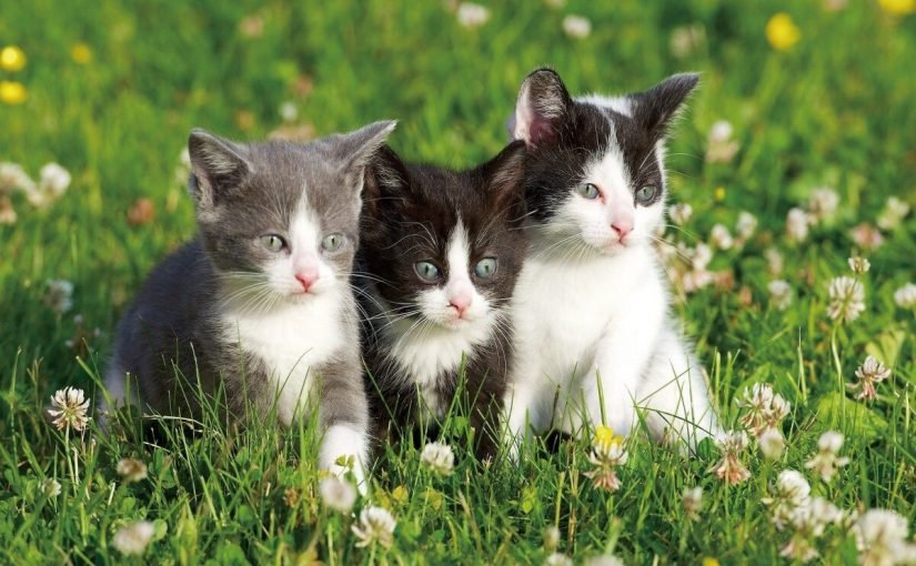 d8aad981d8b3d98ad8b1-d8b1d8a4d98ad8a9-d8a7d984d982d8b7d8b7-d981d98a-d8a7d984d985d986d8a7d985-825x510-3 تفسير ابعاد القطط في المنام