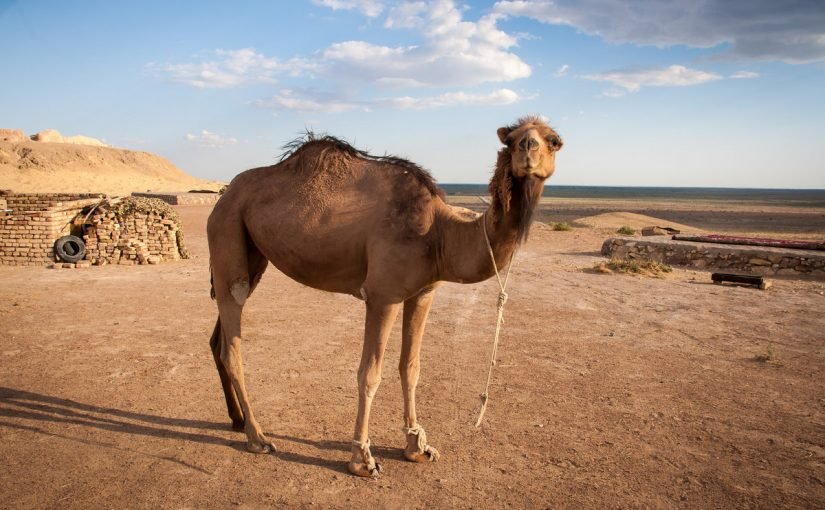 حليب النياق