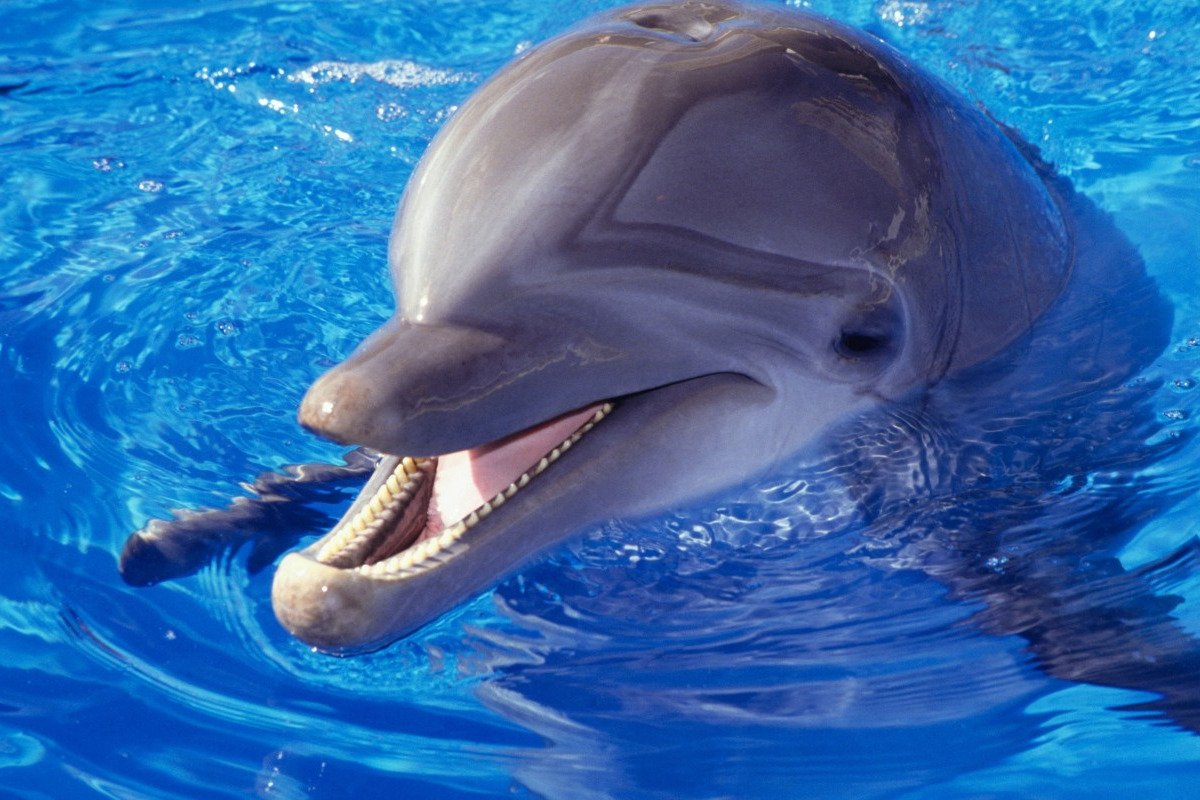 خلفيات دولفين