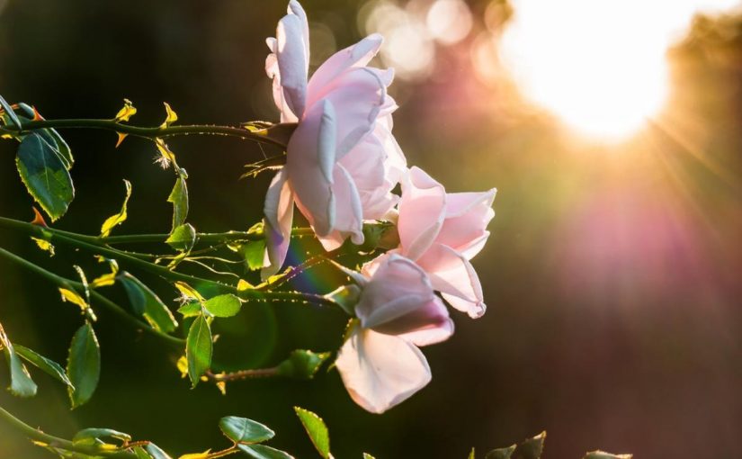 d8b5d8a8d8a7d8ad-d8a7d984d8aed98ad8b1-d8add8a8d98ad8a8d8aad98a-d8aed988d8a7d8b7d8b11-825x510-2 صباح الخير حبيبتي خواطر