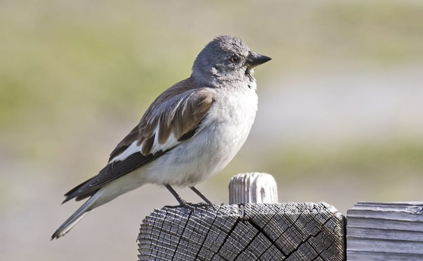 d8b9d8b5d981d988d8b1-825x510-2 تفسير رؤية العصفور في المنام للمرأة