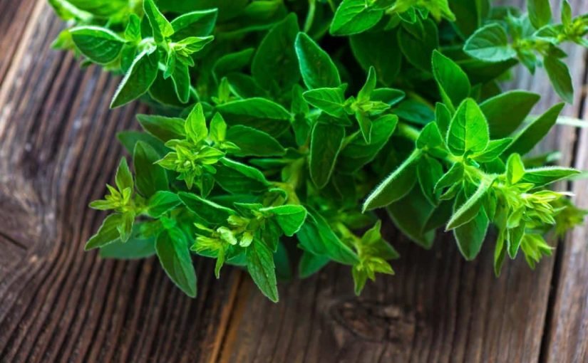 فوائد البردقوش