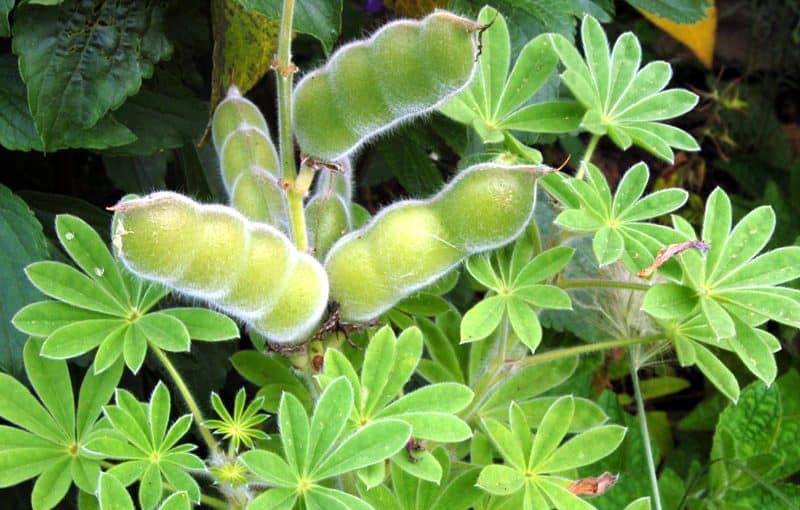 d981d988d8a7d8a6d8af-d8a7d984d8aad8b1d985d8b3-800x510-2 اهم فوائد الترمس الصحية بالتفصيل واضراره