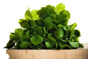 d981d988d8a7d8a6d8af-d8a7d984d8acd8b1d8acd98ad8b1-300x200-3 الجرجير