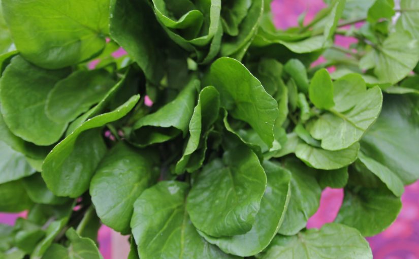 فوائد الجرجير للجسم والبشرة والشعر