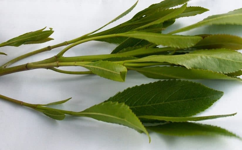 d981d988d8a7d8a6d8af-d8a7d984d982d8a7d8aa-825x510-3 فوائد القات