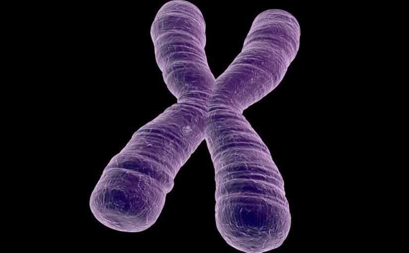 d983d985-d8b9d8afd8af-d8a7d984d983d8b1d988d985d988d8b3d988d985d8a7d8aa-d981d98a-d8acd8b3d985-d8a7d984d8a7d986d8b3d8a7d986-825x510-2 كم عدد الكروموسومات في جسم الانسان