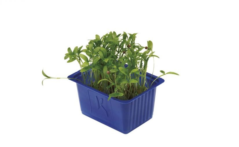 ghoa-cress-825x510-2 فوائد حب الرشاد للعظام