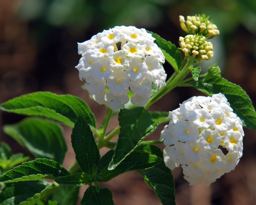 Lantana Camara white-Optimized