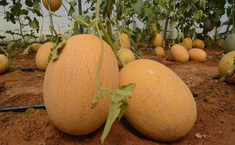 melon-01-825x510-2 فوائد البطيخ الاصفر