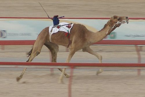 سباق قطر