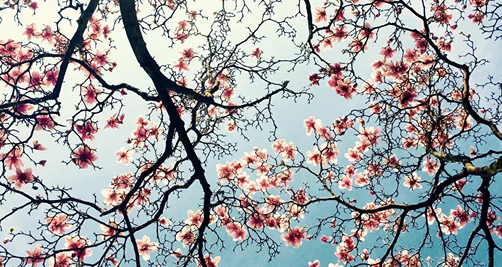 جائزة مسابقة أفضل صور iPhone جائزة مسابقة أفضل صور iPhone