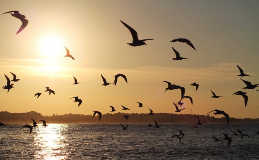 5-825x510-2 طائر اسمه يشبه نوتة موسيقية