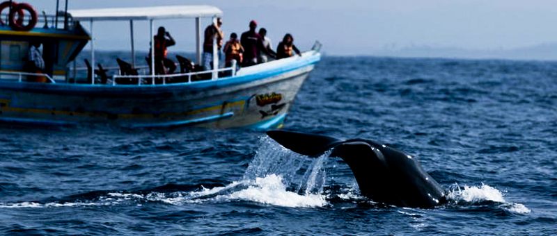 Amazing Whale watching