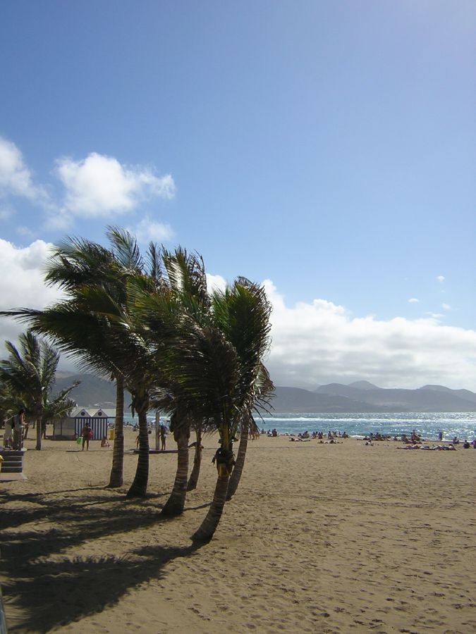 palm trees