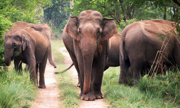 Bardia National Park Nepal