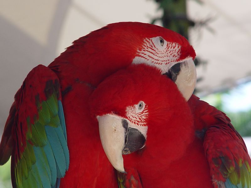 Parrot Jungle