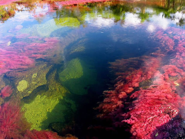 Caño Cristales river
