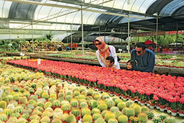 مزارع الصبار والخضروات