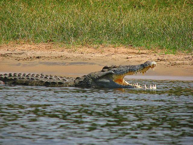 the Comoe National Park
