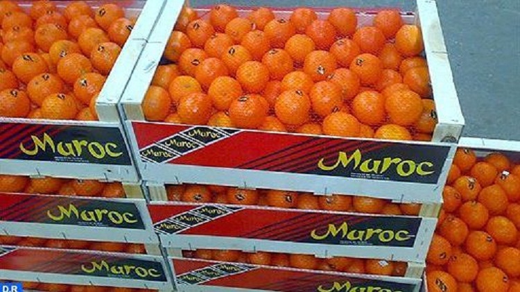 clementine-maroc-3 حجم إنتاج الحوامض بإقليم بركان يناهز 310 آلاف طن