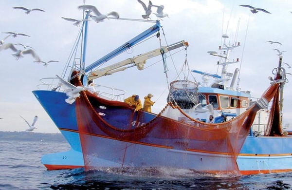 الحسيمة.. ندوة تتطرق إلى تأثير تكاثر أعداد الدلفين الأسود على قطاع الصيد الساحلي