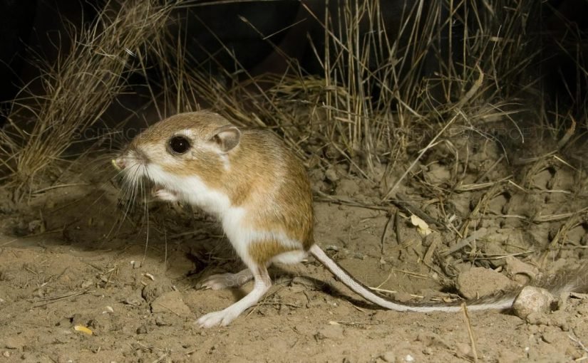 d985d8a7-d987d988-d8a7d984d8add98ad988d8a7d986-d8a7d984d8b0d98a-d984d8a7-d98ad8b4d8b1d8a8-d8a7d984d985d8a7d8a1-825x510-2 ما هو الحيوان الذي لا يشرب الماء