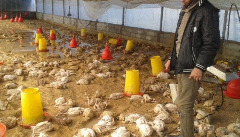 dajaj1-3 خسائر فادحة تدفع مربي الدواجن للاحتجاج