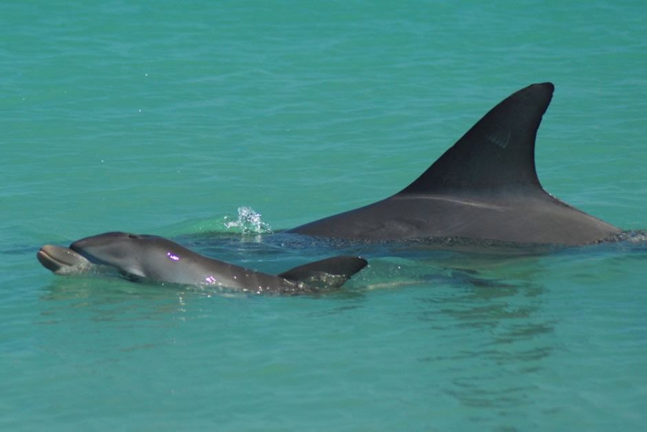 Dolphins in Shark Bay