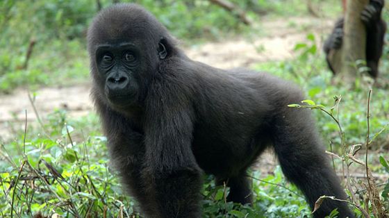 Gabon animals