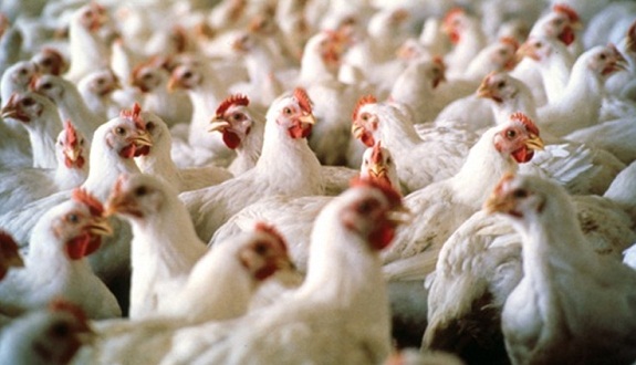 images_marea-ossra_daouajin_dajaj-13 الإمارات تحظر استيراد الدواجن الحية من روسيا بسبب "إنفلونزا الطيور"