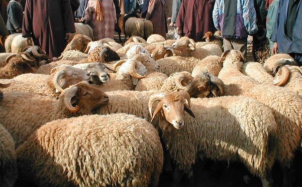 images_mojtama3_3id_adha-3 سوق الأضاحي بالرباط يعرف فوضى عارمة