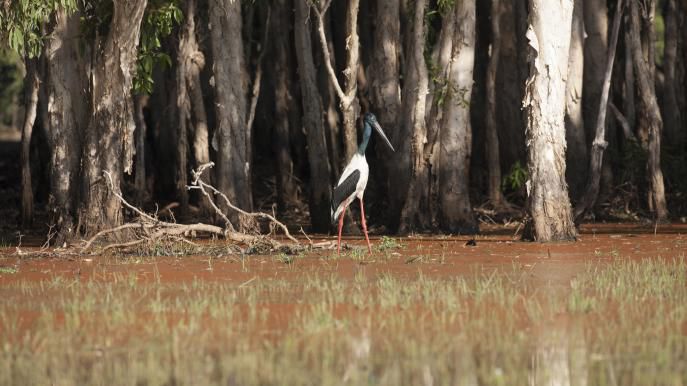 Jabiru, Mary River Floodplains