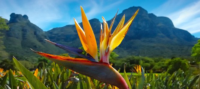 Kirstenbosch