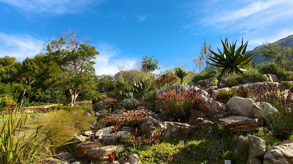 Kirstenbosch National Botanical Garden