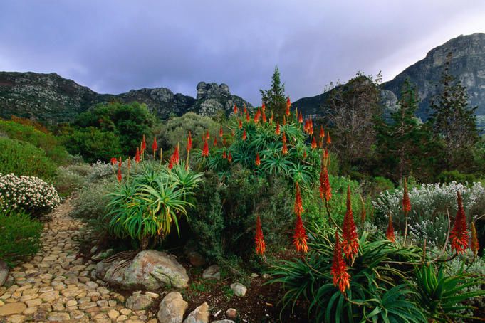 Kirstenbosch National Botanical Gardens