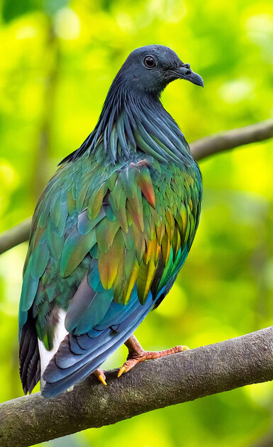 Nicobar Pigeon Caloenas nicobarica