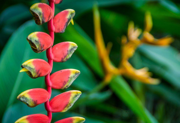 Penang Botanical Gardens
